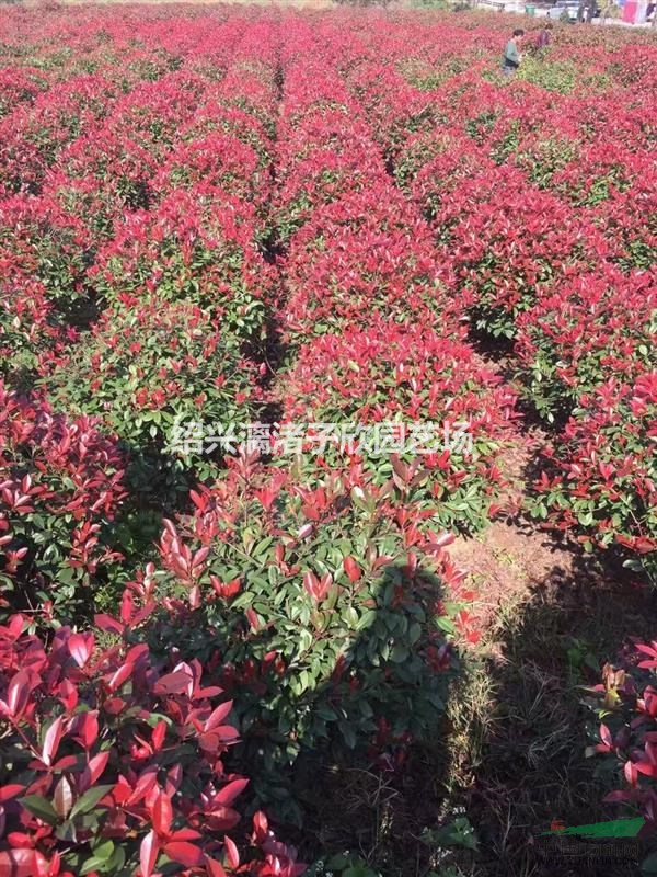 精品紅葉石楠球 冠副80厘米至1.2米