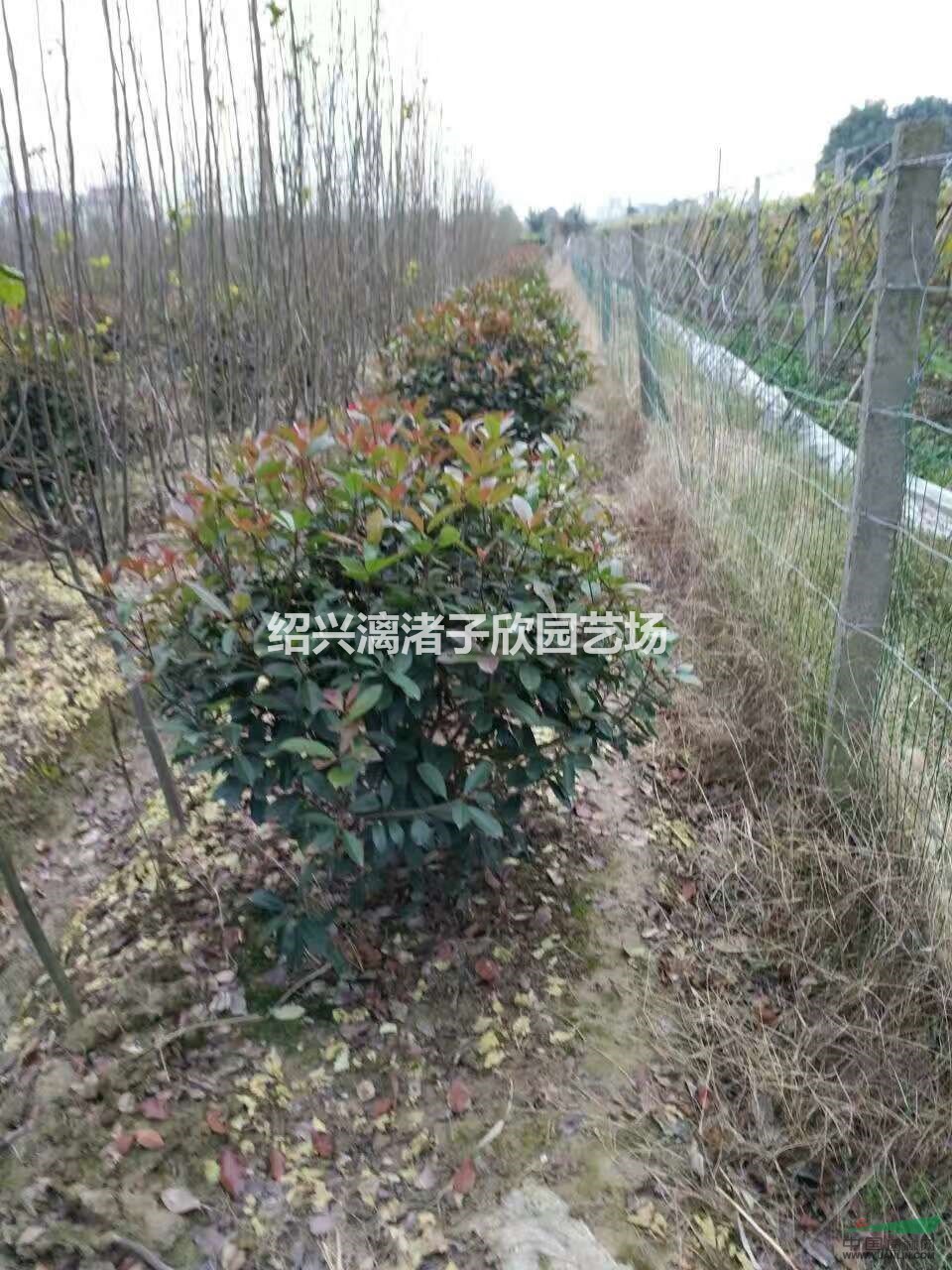 精品紅葉石楠球 冠副80厘米至1.2米