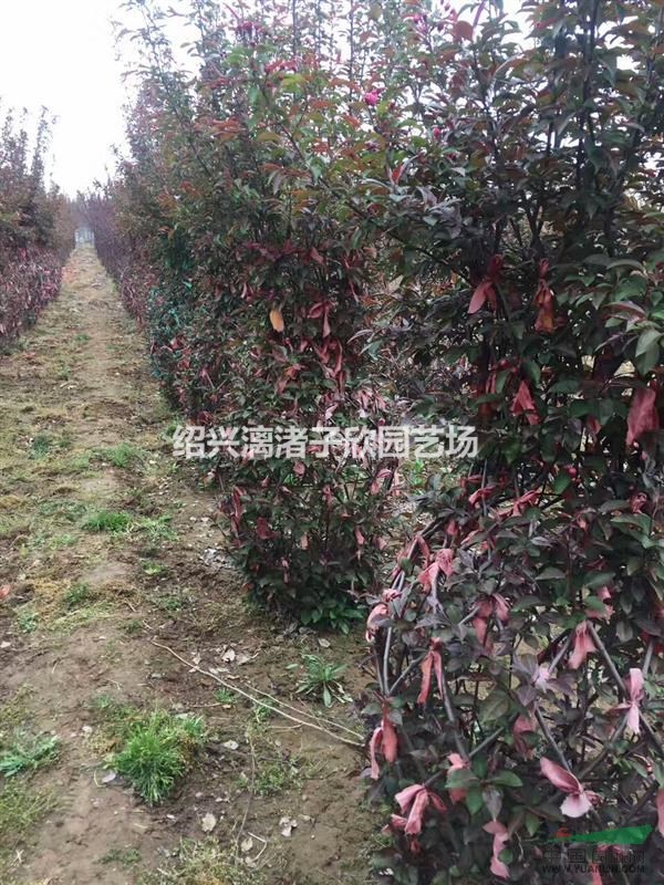 精品造型北美絢麗海棠  花瓶