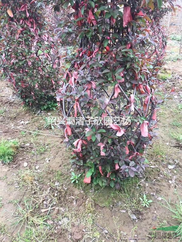 精品造型北美絢麗海棠  花瓶