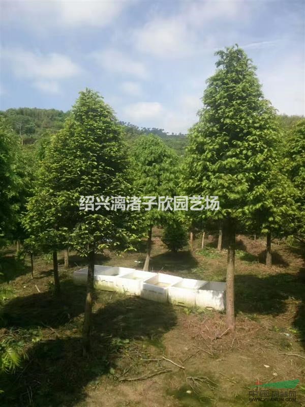 大量錐形造型紅豆杉