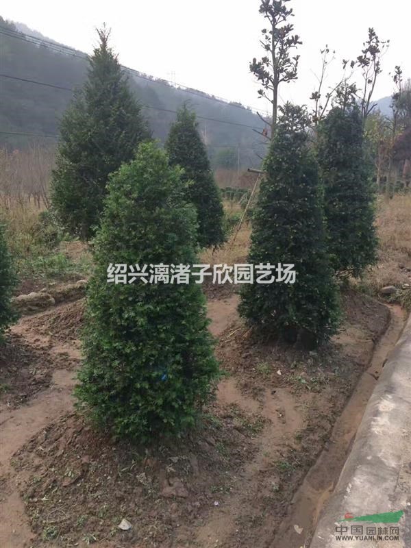 大量錐形造型紅豆杉