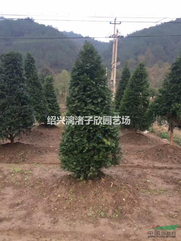 大量錐形造型紅豆杉