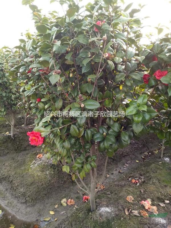 精品茶花  冠副80厘米至1米