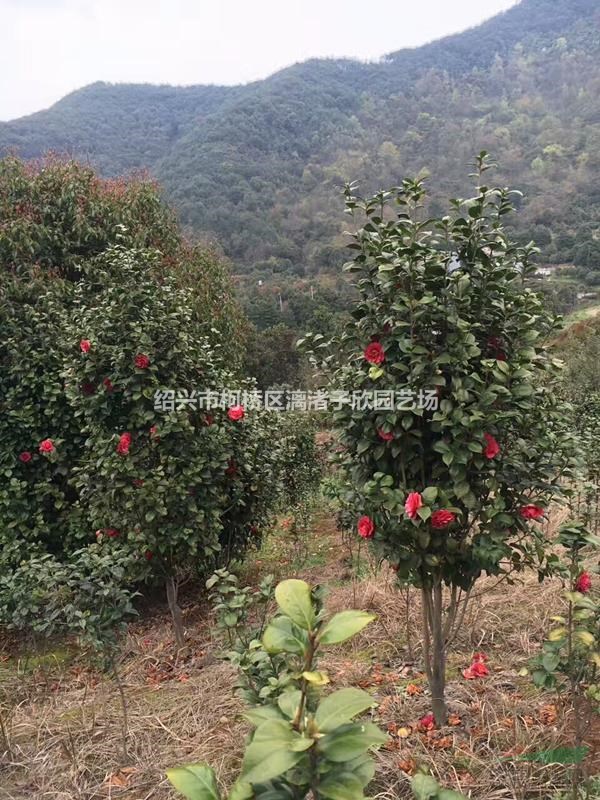 精品茶花  冠副80厘米至1米