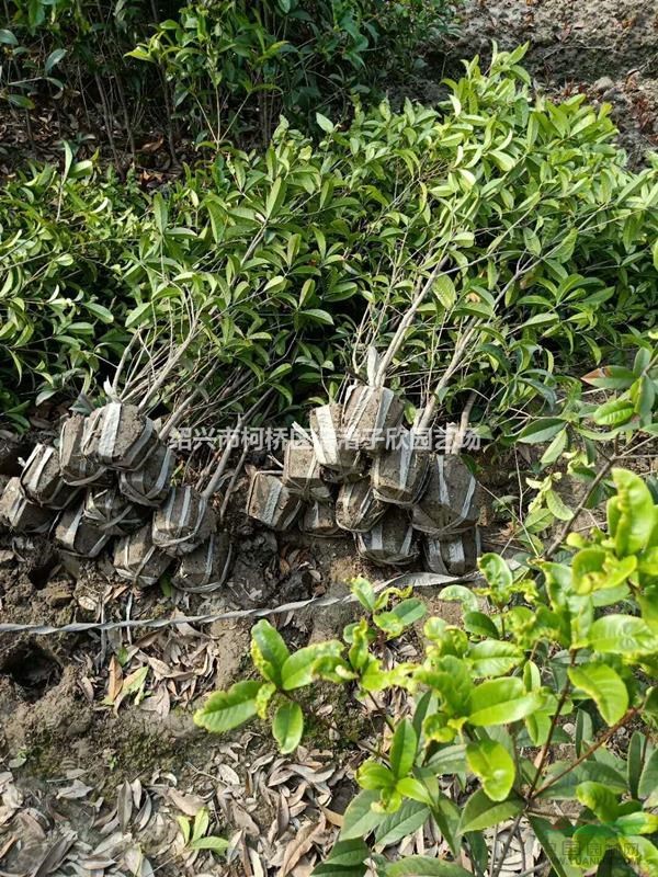 精品四季桂小桂花高度1.2米