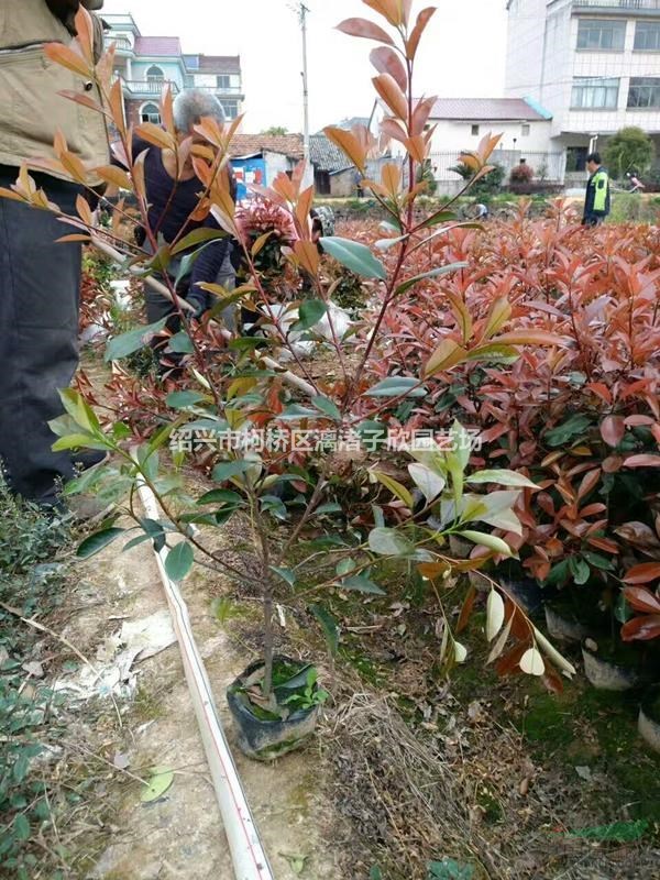 精品紅葉石楠大杯苗