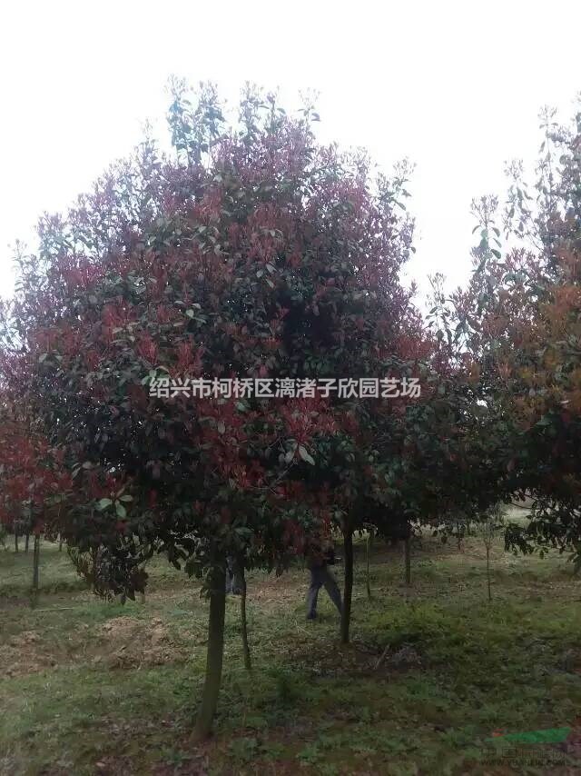 精品矮分支红叶石楠树 地径3至12公分 分支点80厘米