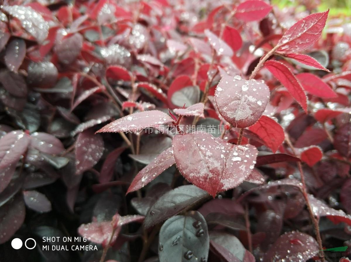 湖南紅花繼木批發(fā)