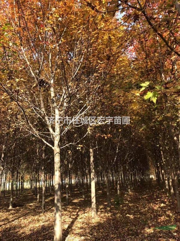 美國紅楓 秋火焰紅楓 紅點紅楓 紅楓價格
