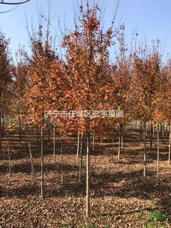 美國紅楓 秋火焰紅楓 紅點紅楓 紅楓價格
