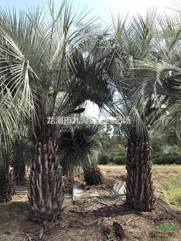 福建布迪椰子价格，大量出售自产布迪椰子杆高50公分到3米