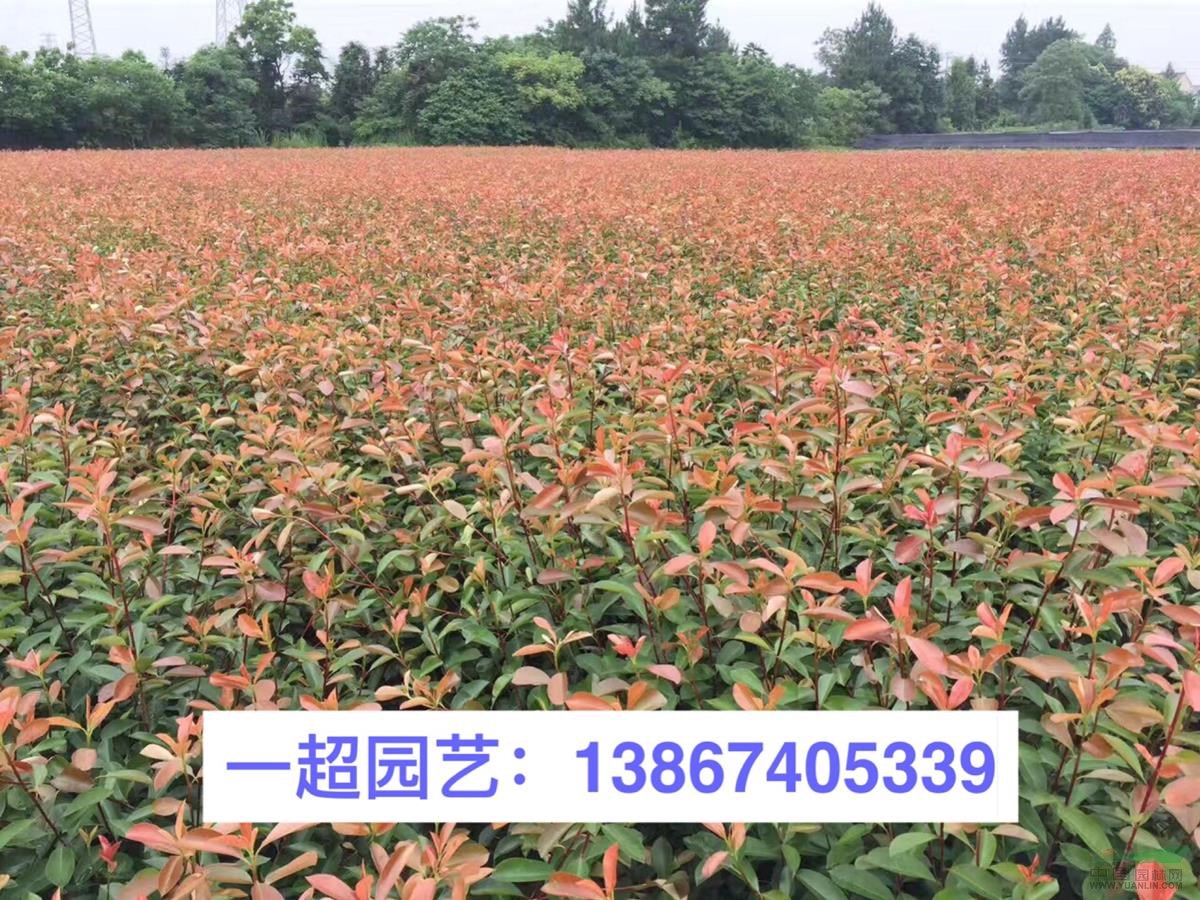 大量供應盆栽紅葉石楠/紅葉石楠小杯 紅葉石楠批發