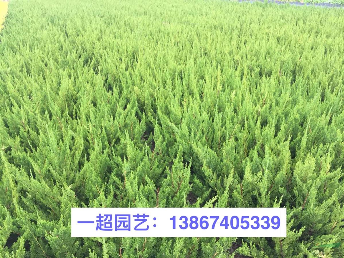 小龍柏，精品小龍柏，小龍柏小苗球