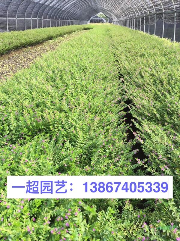 浙江基地直销萼距花，精品萼距花批发，萼距花价格