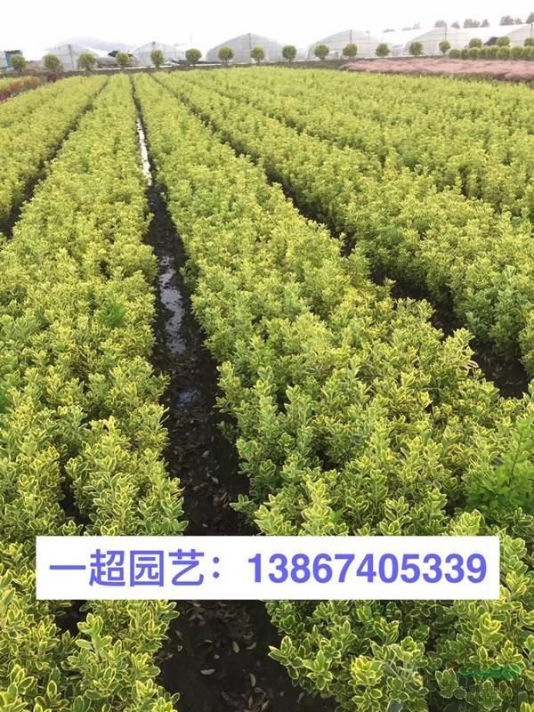 金邊黃楊小苗，金邊黃楊小杯苗，金邊黃楊大杯苗，金邊黃楊小毛球