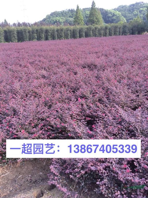红继木 红花继木 红花檵木苗 红花继木小苗 红花继木小毛球