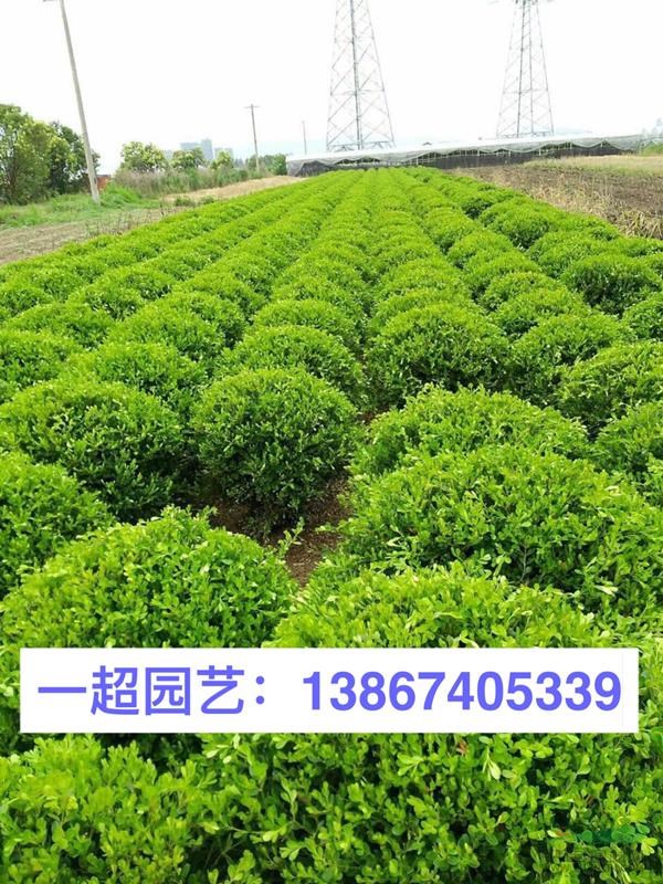 一超直供常绿灌木瓜子球 瓜子黄杨球 瓜子球基地