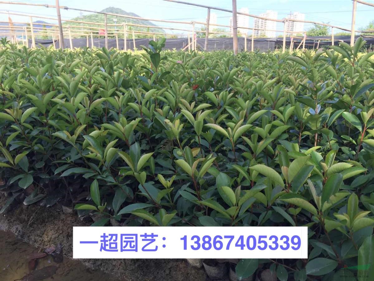 大量供應盆栽紅葉石楠/紅葉石楠小杯 紅葉石楠批發