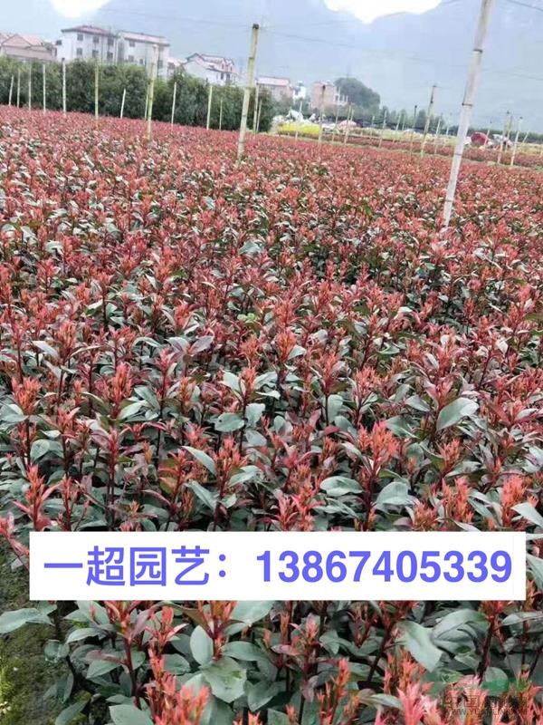 浙江红叶石楠这家便宜 红叶石楠价格
