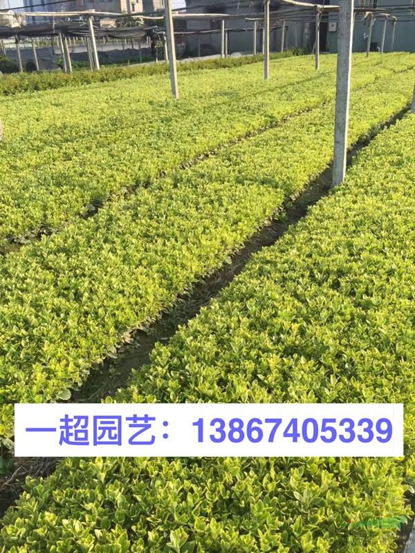 金邊黃楊小苗，金邊黃楊小杯苗，金邊黃楊大杯苗，金邊黃楊小毛球