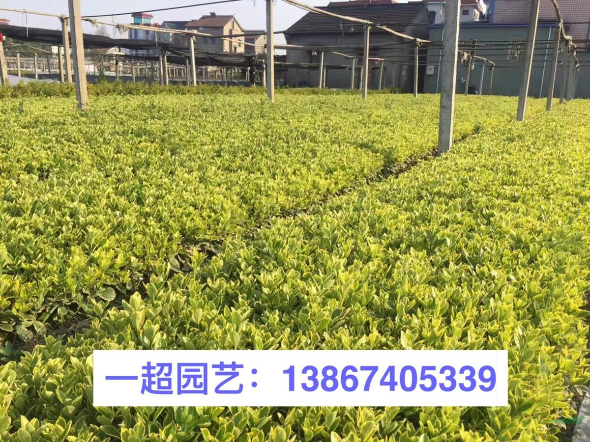 金邊黃楊小苗，金邊黃楊小杯苗，金邊黃楊大杯苗，金邊黃楊小毛球