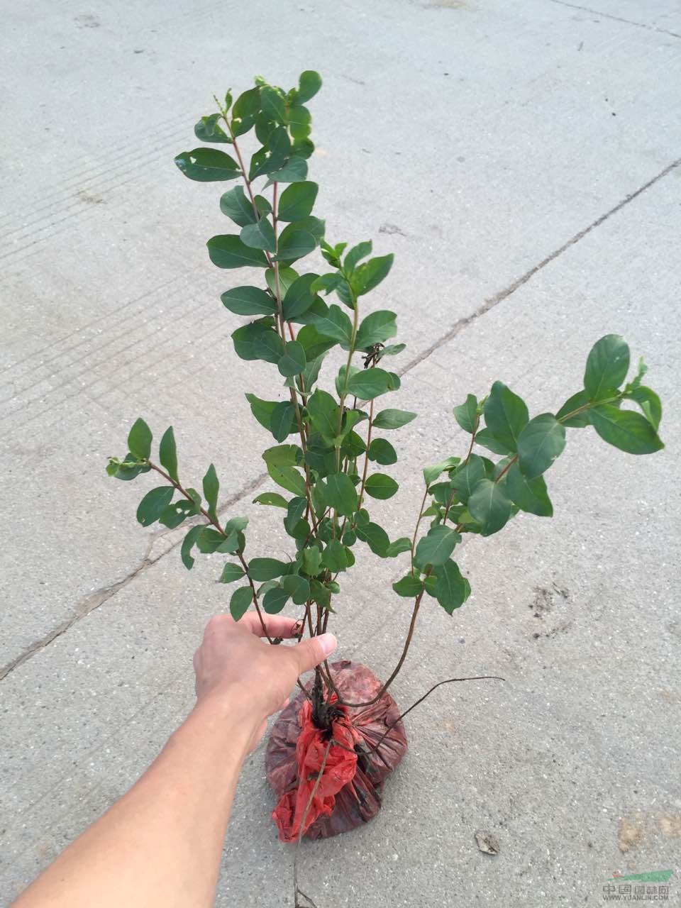 紫薇 紫薇小苗
