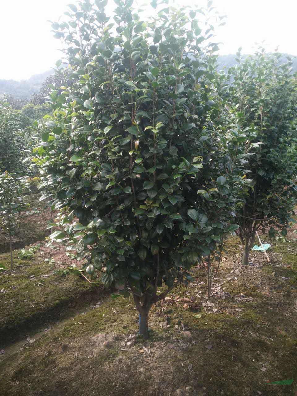 茶花 茶花球 茶花價格 