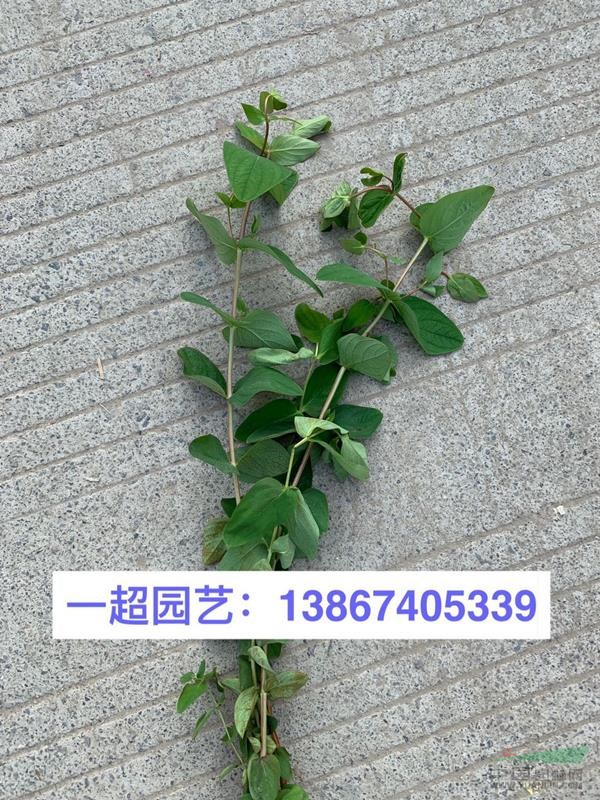 红果金丝桃