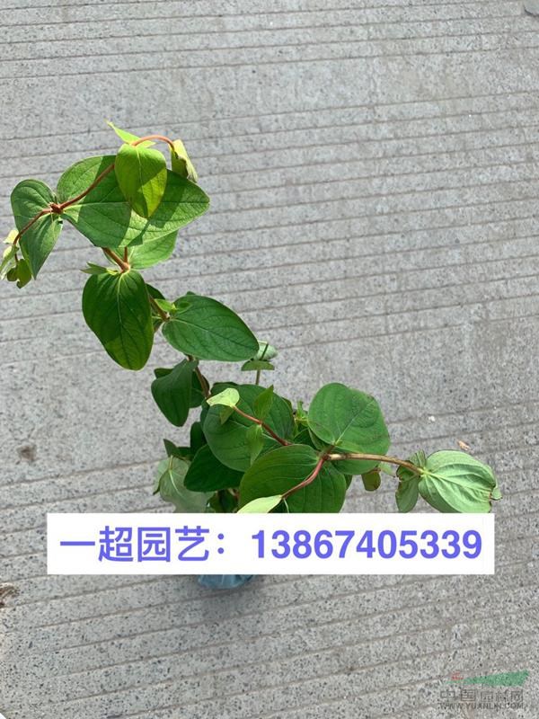红果金丝桃