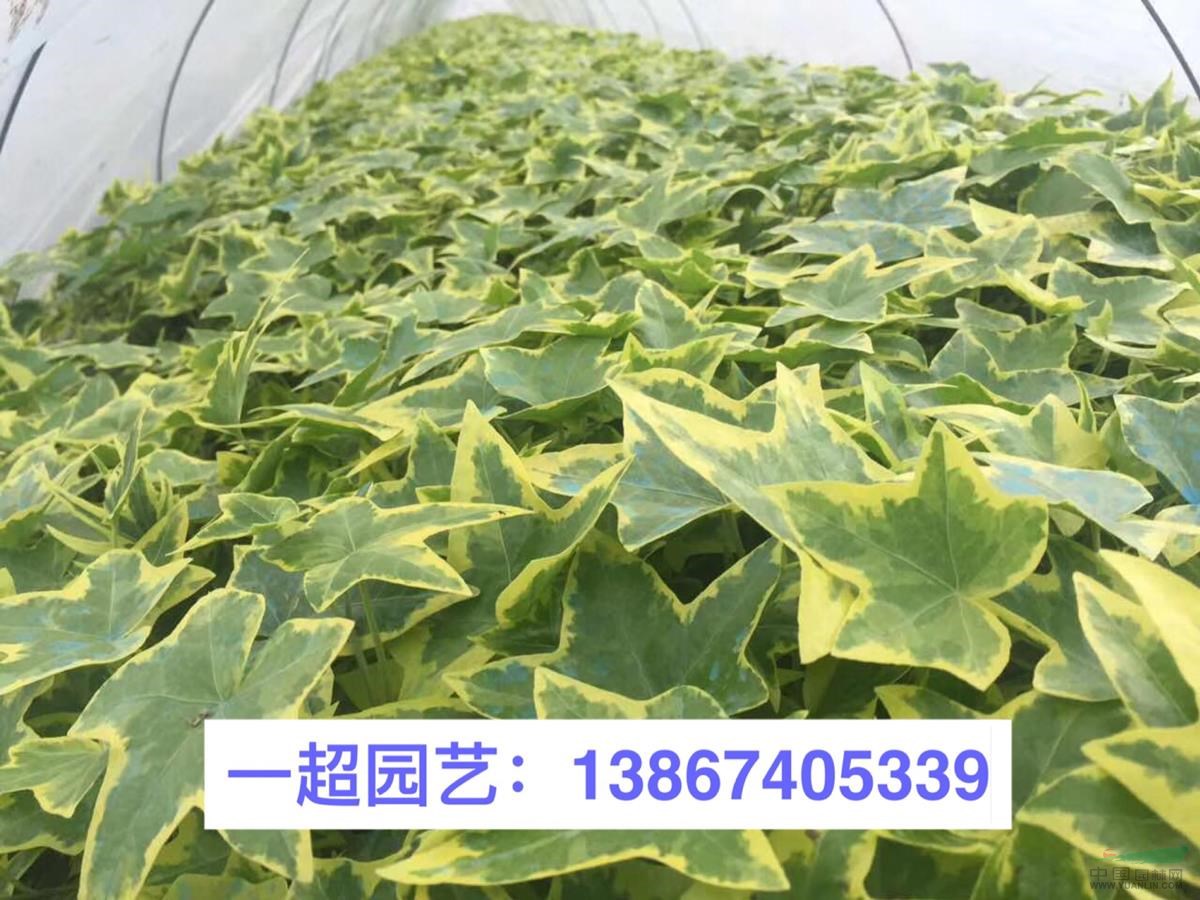 浙江批发花叶常春藤小苗 花叶常春藤小杯苗哪里便宜 常春藤价格