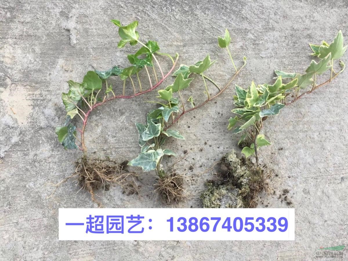 浙江批发花叶常春藤小苗 花叶常春藤小杯苗哪里便宜 常春藤价格