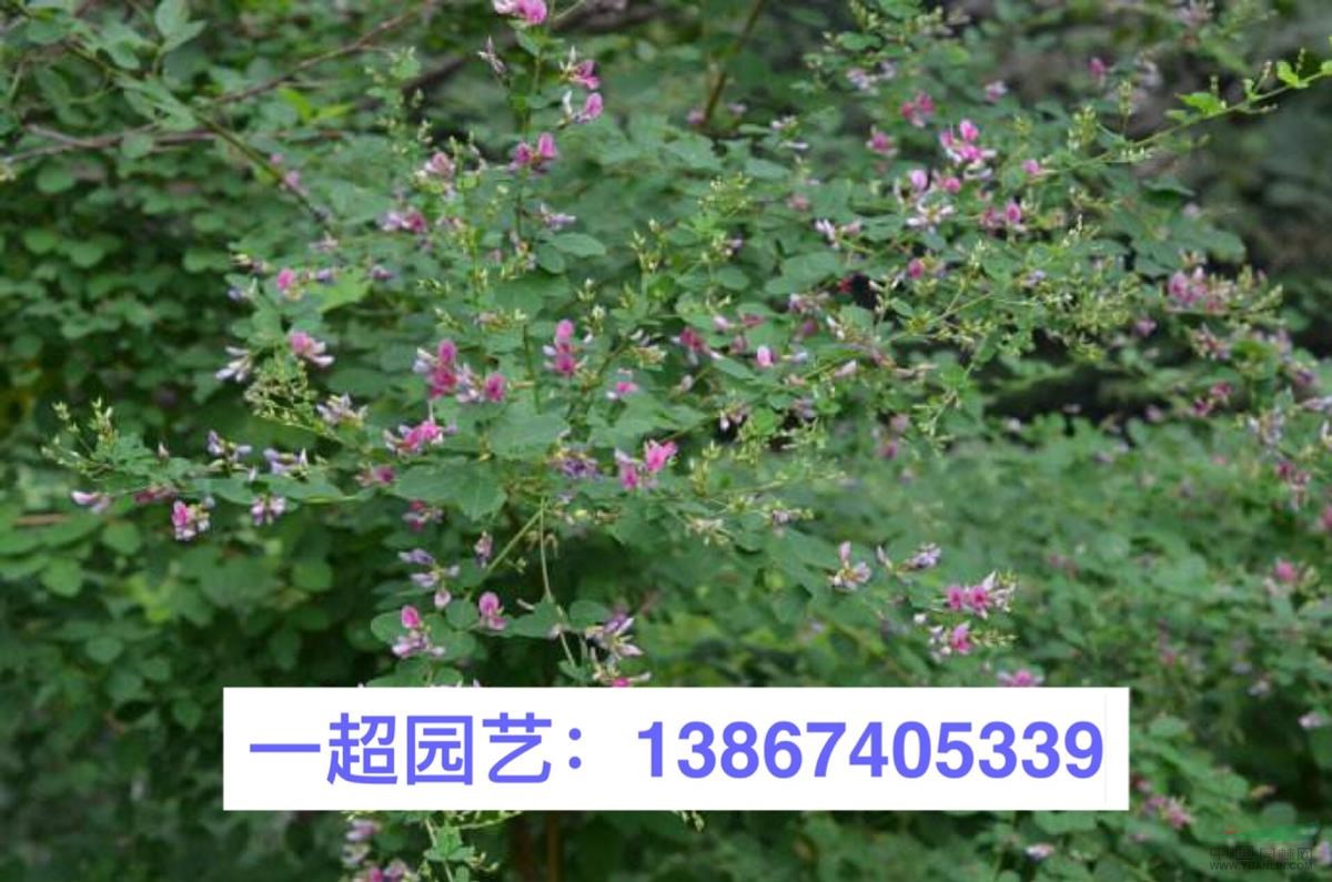 胡枝子 美丽胡枝子 胡枝子小苗 精品美丽胡枝子苗 胡枝子价格