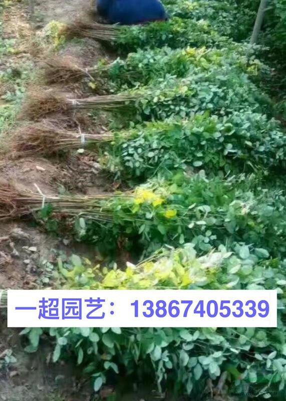 胡枝子 美丽胡枝子 胡枝子小苗 精品美丽胡枝子苗 胡枝子价格