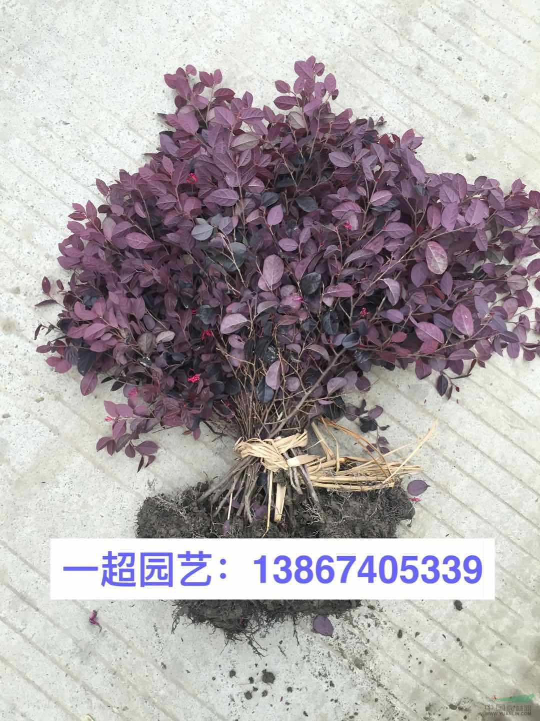 红继木 红花继木 红花檵木苗 红花继木小苗 红花继木小毛球