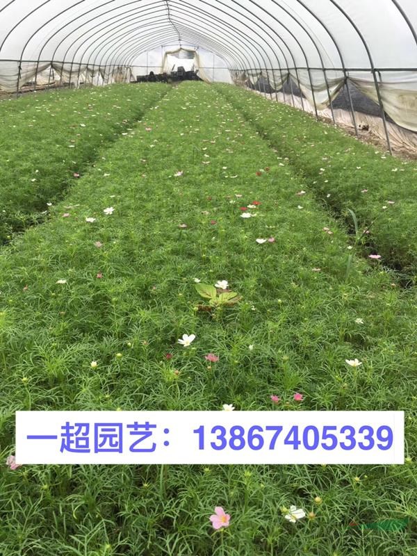 秋英 秋英种子 秋英小杯苗 秋英盆栽 各种盆栽规格齐全