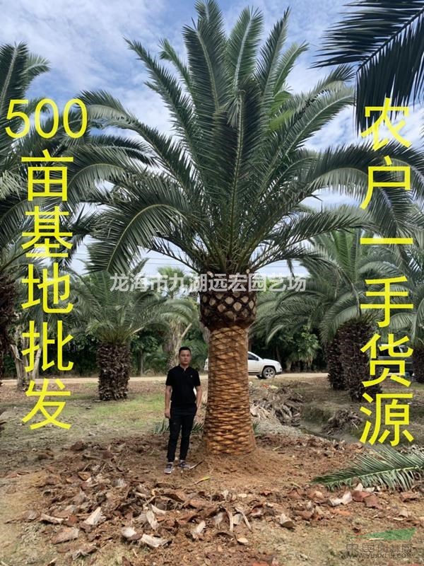 福建五百畝加拿利海棗農戶直接報價歡迎咨詢