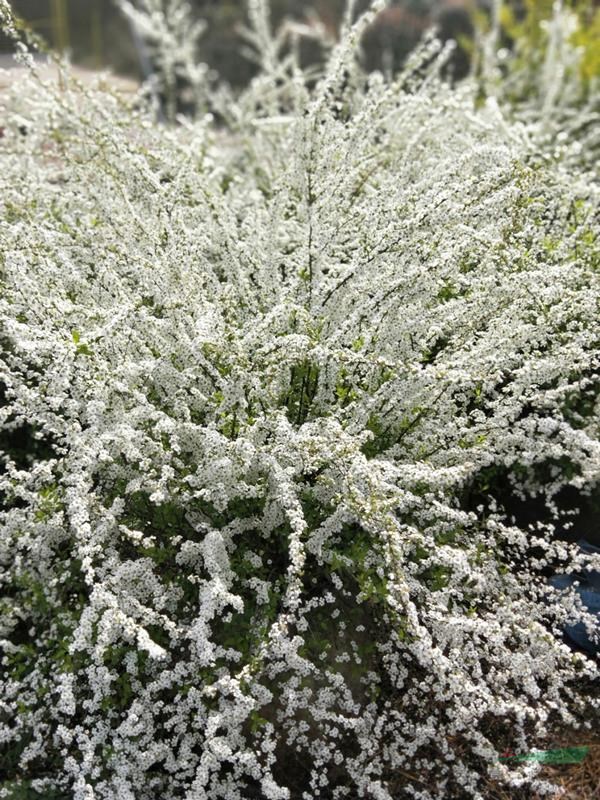 浙江地區(qū)特價(jià)售5加侖噴雪花