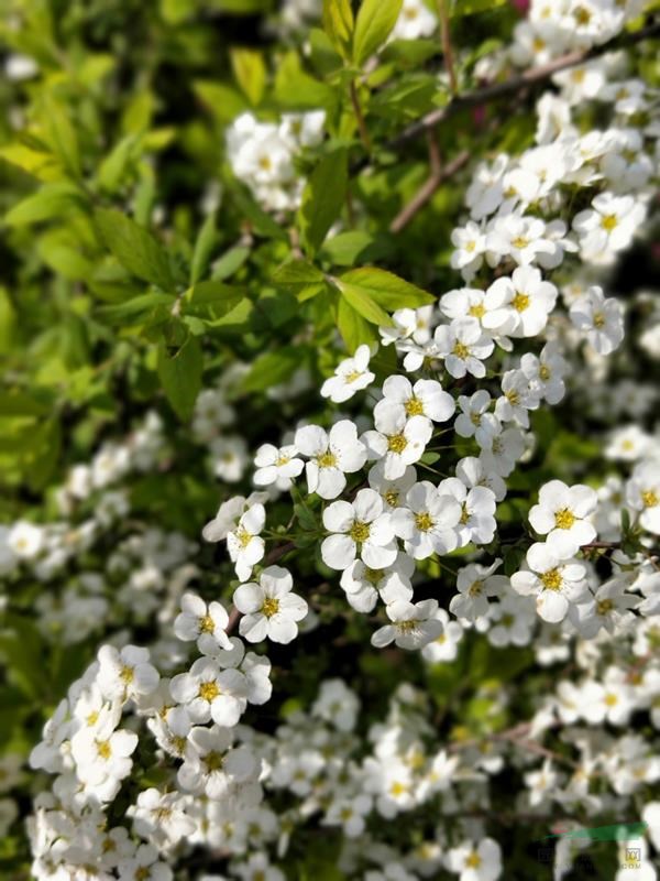 浙江地區(qū)特價(jià)售5加侖噴雪花