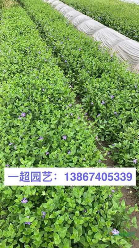 1m高青叶蔓 精品青叶蔓价格 浙江青叶蔓哪里有 花叶蔓基地