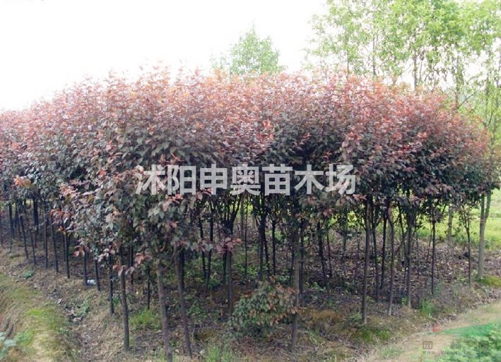 2021年紅葉李基地報(bào)價(jià)