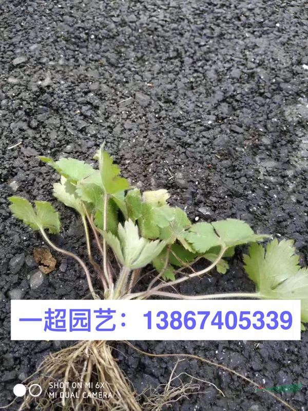 浙江薜荔 山蛇莓 华东蹄盖蕨 圆盖阴石蕨 水团花 水杨梅价格