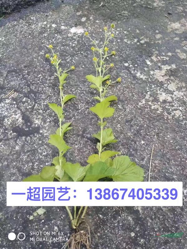 浙江薜荔 山蛇莓 华东蹄盖蕨 圆盖阴石蕨 水团花 水杨梅价格