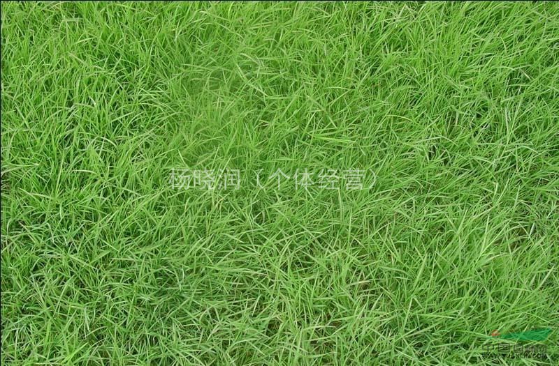 湖南郴洲大量供應(yīng)馬尼拉草坪
