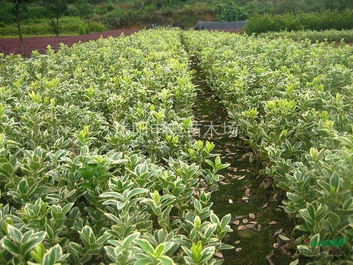 花灌木價格、花灌木圖片、最低花灌木小苗