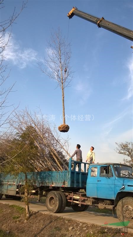 常年供應(yīng)北美楓香2-18公分各種規(guī)格（上海匯景北美楓香園林）