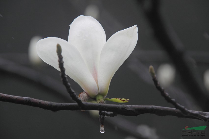 供應廣玉蘭價格，廣玉蘭產(chǎn)品介紹