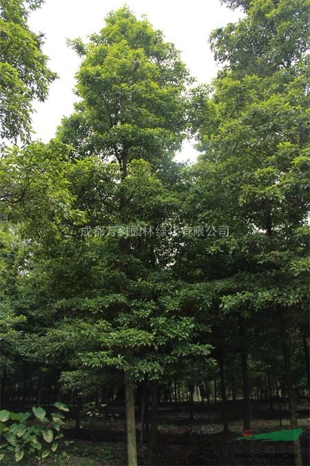 供應(yīng)楨楠  成都楨楠 楨楠工程苗 萬樹園林公司供應(yīng)
