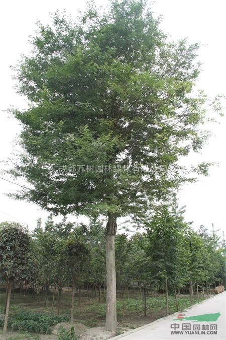 供應(yīng)皂角苗木 皂角工程苗 皂角價(jià)格 萬(wàn)樹(shù)園林公司供應(yīng)