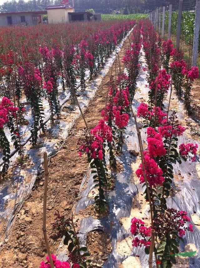 江蘇邳州三紅紫薇培育基地